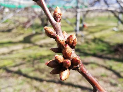 高砂の花芽。こちらは早生品種なので、佐藤錦より大きいです。