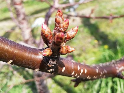 3月22日現在の佐藤錦の花芽