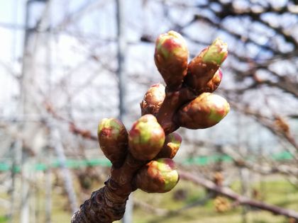3月22日現在の高砂の花芽。