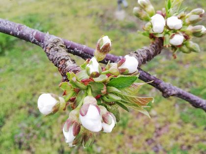 3月30日現在の紅秀峰の花芽。