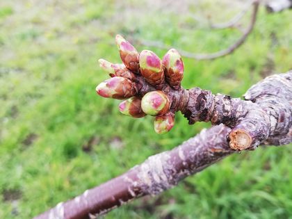 3月30日現在の佐藤錦の花芽。