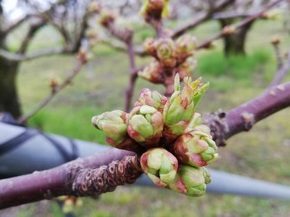3月30日現在の高砂の花芽。