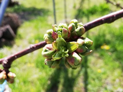 4月6日現在の佐藤錦の花芽。