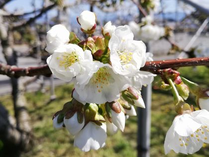 4月11日現在の佐藤錦の花。