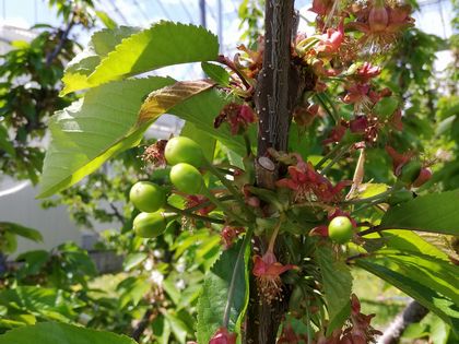 4月24日紅秀峰が結実