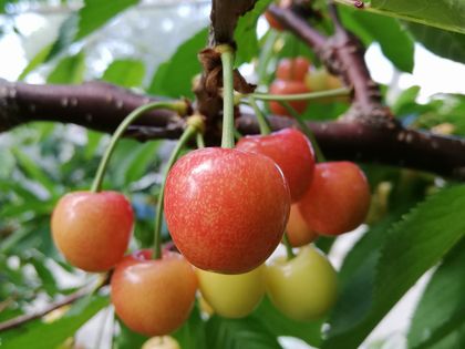 5月19日紅さやか。赤みが差してきました