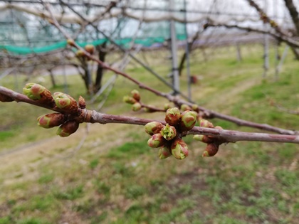 3月23日高砂の花芽