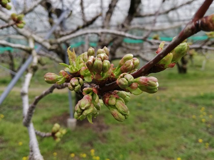 3月27日高砂の花芽