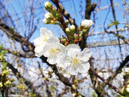 3.29撮影。高砂という品種。花が咲き始めました
