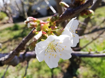 4.1撮影。佐藤錦。花が咲き始めました