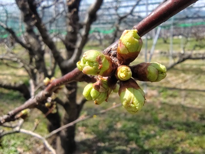 3月28日高砂の花芽