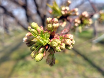 4月5日高砂の花芽