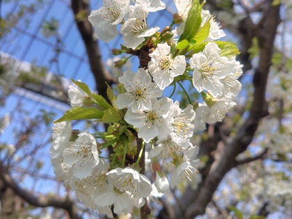 4.12撮影。高砂ほぼ３割り開花