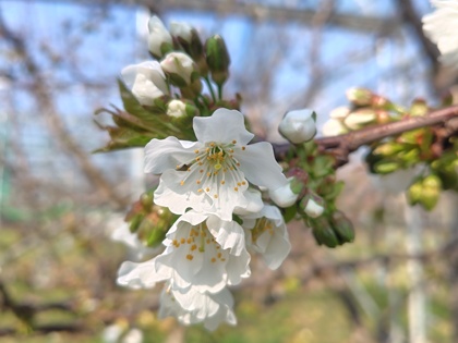 3月29日小夏の花