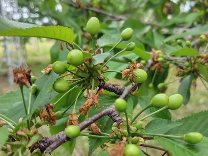 4月19日佐藤錦の幼果