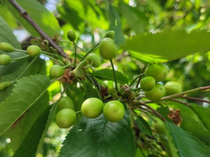 4月28日佐藤錦の幼果