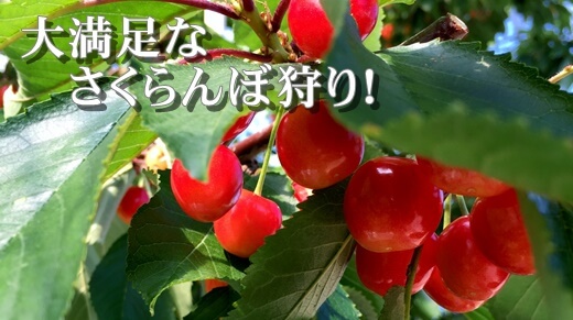 山梨さくらんぼ狩り 清樹園にようこそ!
