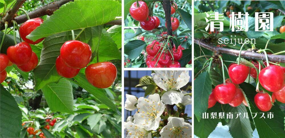 桜桃の剪定の仕方 さくらんぼ山梨 清樹園