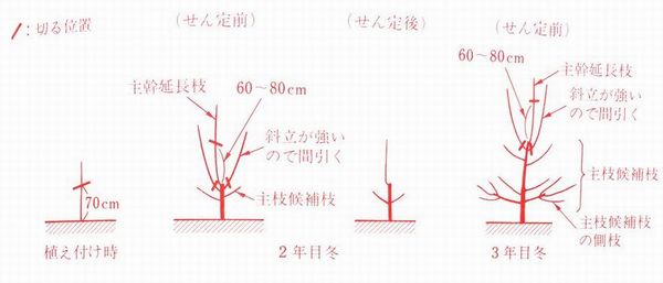 さくらんぼの木の剪定1