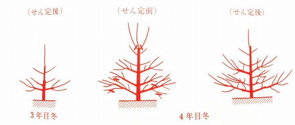 桜桃の剪定の仕方 さくらんぼ山梨 清樹園