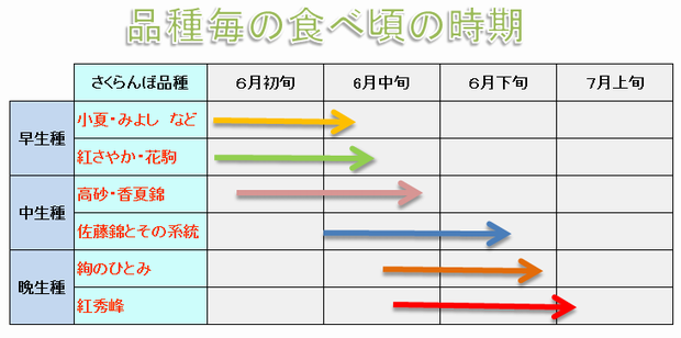 さくらんぼの食べ頃の時期と品種毎の特徴 さくらんぼ狩り山梨 清樹園